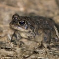 What Amphibians Can Be Found in Wildlands in Irvine, California?