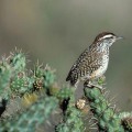Preserving Endangered Habitats in Irvine, California: A Comprehensive Guide